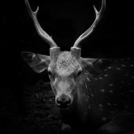 Canvas Animal Posters And Print Wall Decor