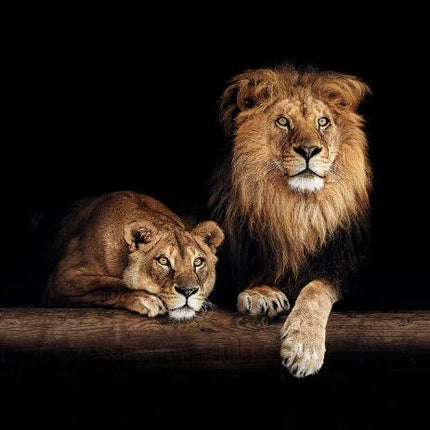 Canvas Animal Posters And Print Wall Decor