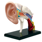 Auditory canal