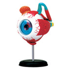 Eyeball