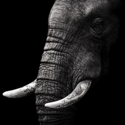 Canvas Animal Posters And Print Wall Decor