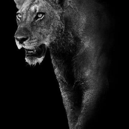Canvas Animal Posters And Print Wall Decor