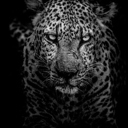 Canvas Animal Posters And Print Wall Decor